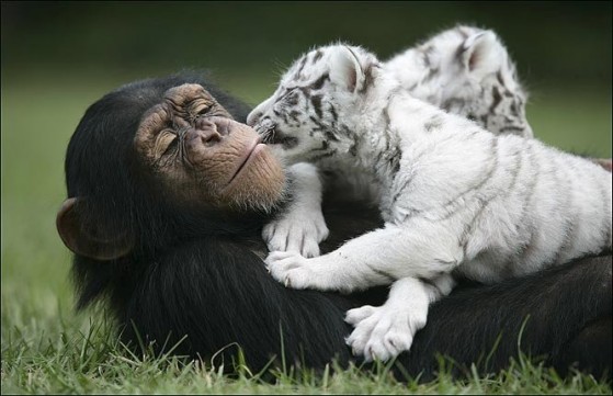 Tigers And Monkeys