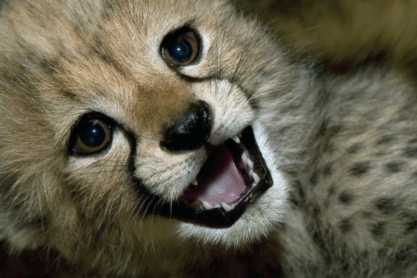 Cheetah-cub-at-San-Diego-Zoos-Wild-Anima