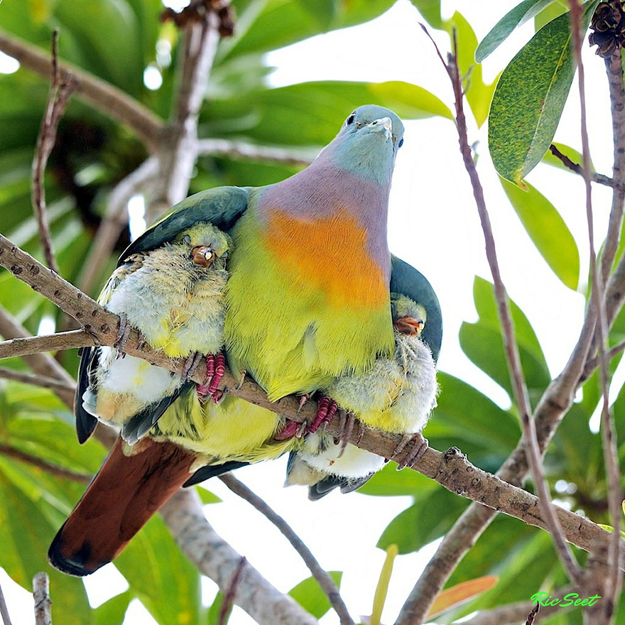 links pretty bird with babies under wings