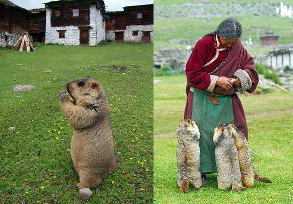 Himalayan marmot links