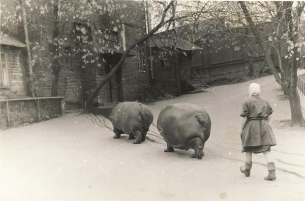 Babushka walks hippos links