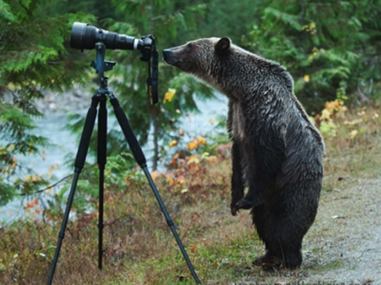 bear camera links