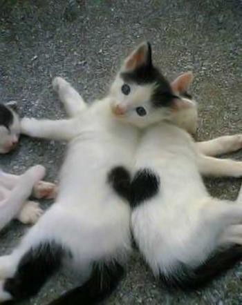 Valentine-Day-cats Links