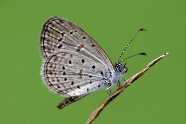 grass blue butterfly links