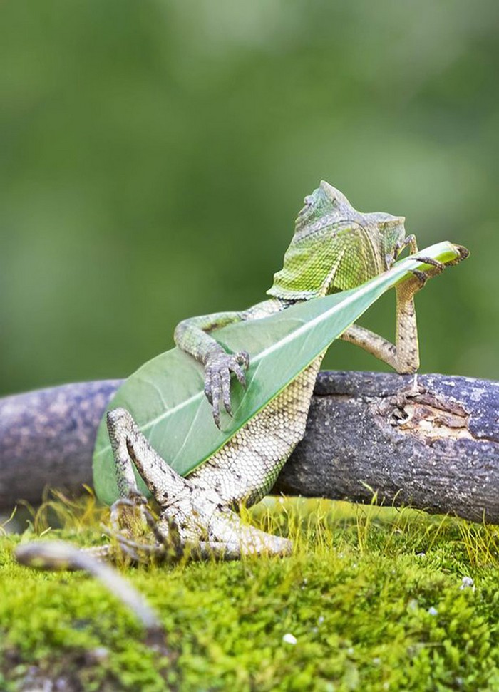 lizard-playing-guitar-links