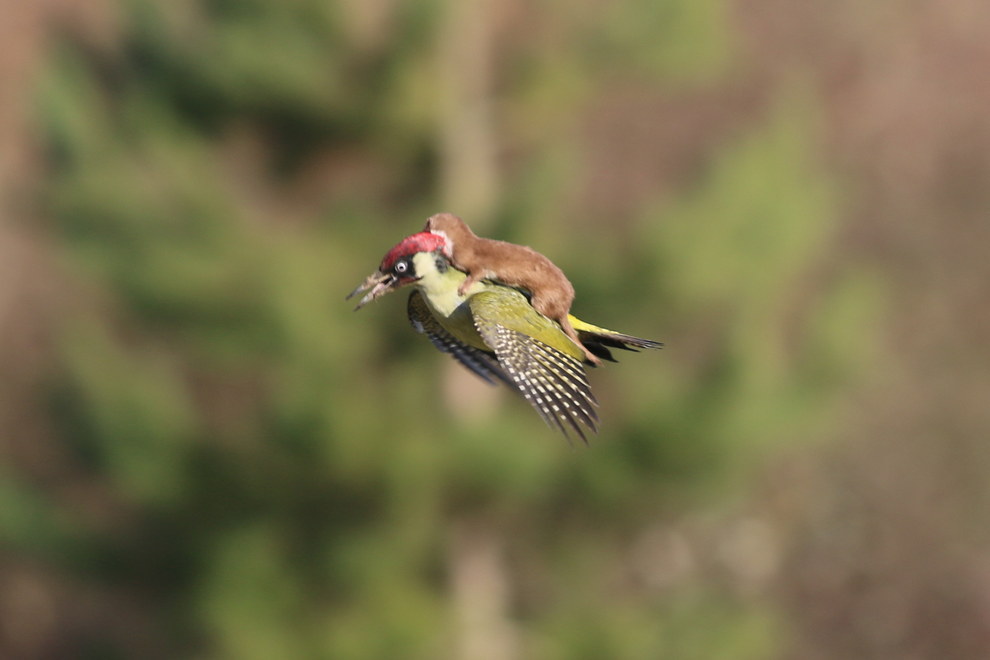 weasel and woodpecker