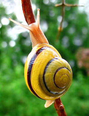 Snail-WA_edit02_300