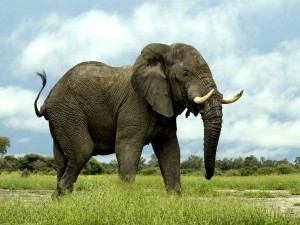 african-elephant_435_600x450