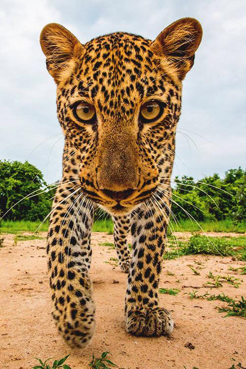 jaguar in your face links