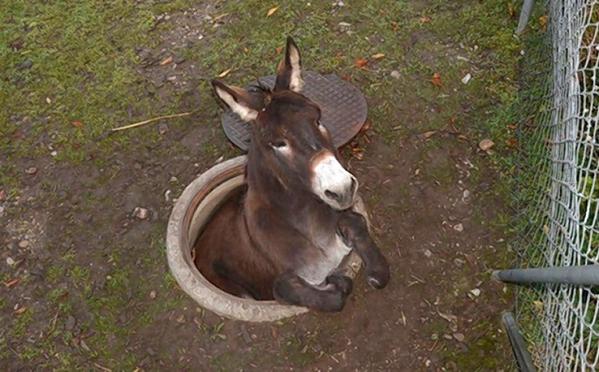 Sewer-Donkey-link.jpg