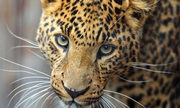 amur leopard links