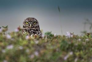 burrowing_owl_300