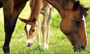 mare-of-young-foal_300