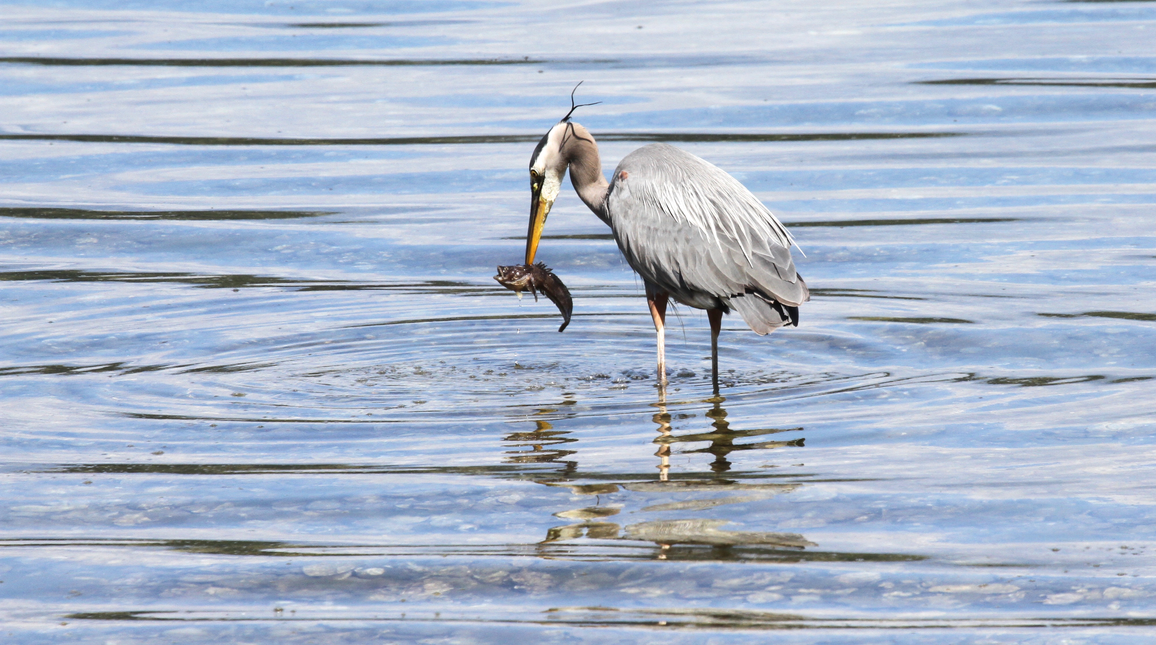 Heron with Fish _061415 links