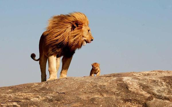 Lion and cub links