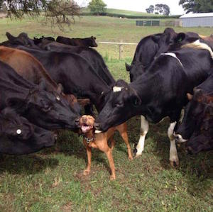 cows_and_dog_300