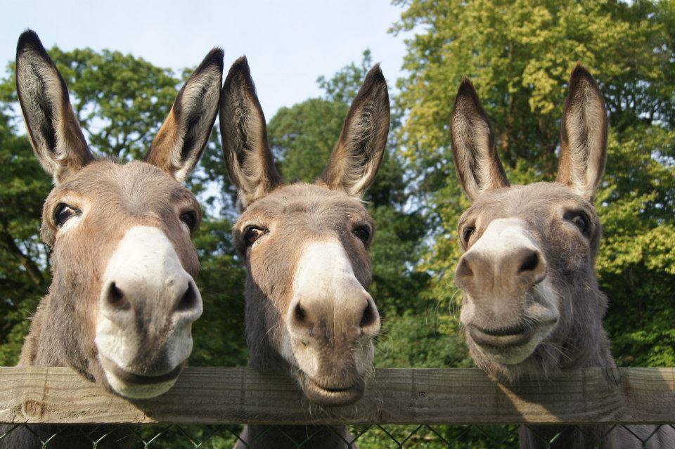 3_donkeys-links.jpg
