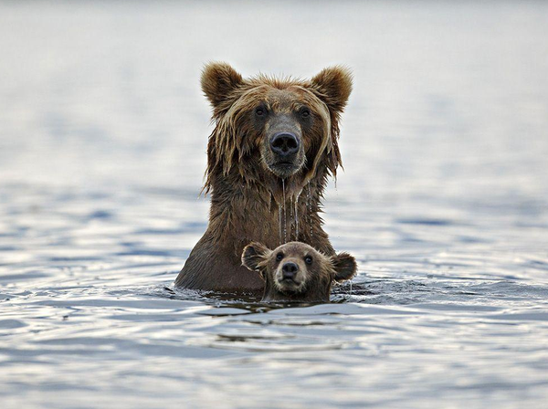 Bathing bears links