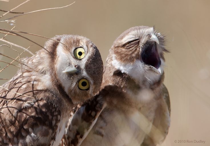 wacky-owls-links.jpg