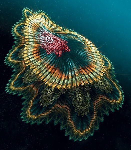 Spanish dancer jellyfish links