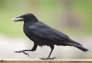 corvid_300