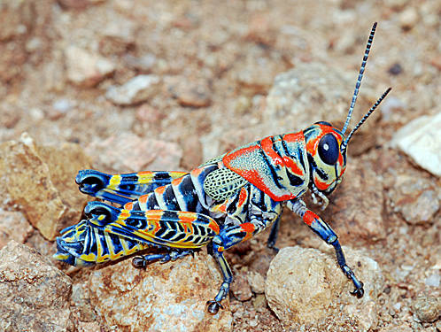 pretty grasshopper link