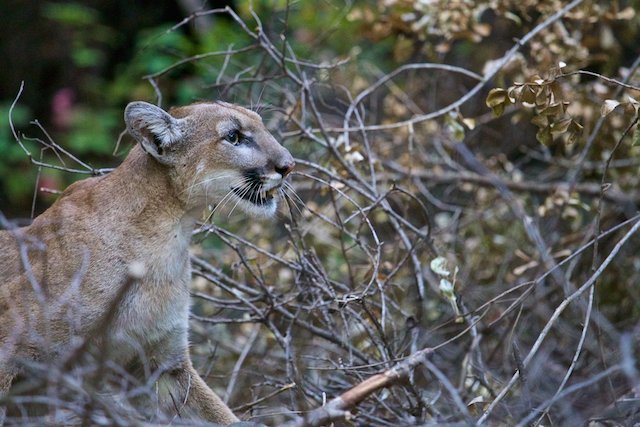 teen mountain lion lins