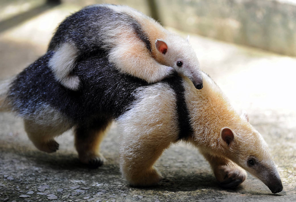 cute anteater links