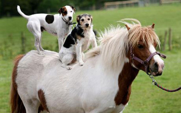 cute pony and dogs links