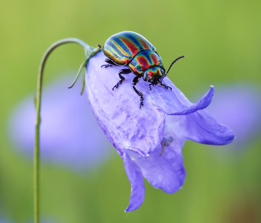 pretty beetle