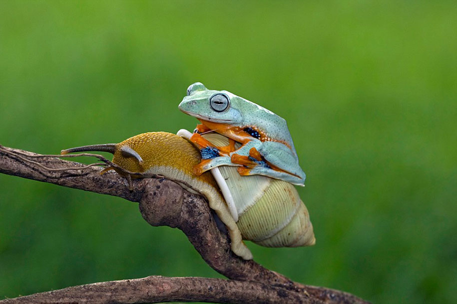 snail and frog links