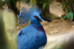 victoria_crowned_pigeon_300