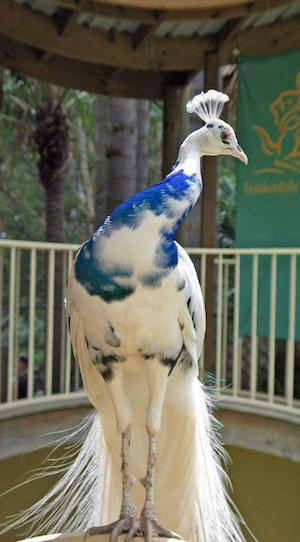 peacock_300
