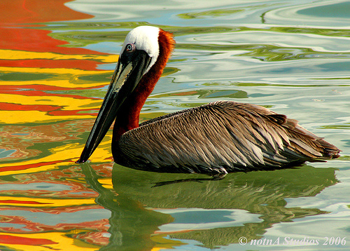 pelican links