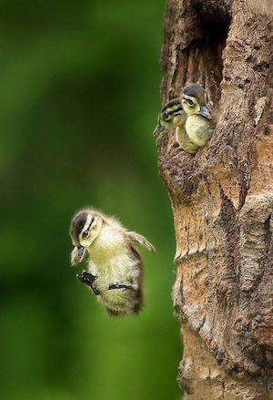 two_birds_1_300