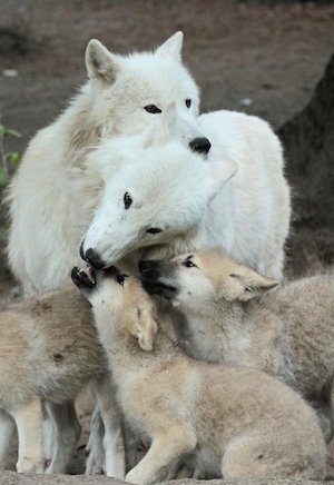 wolf_family_300