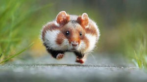 hamster