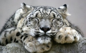 snow-leopard_1332024885