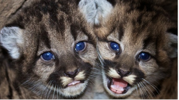 mountain lion cubs links