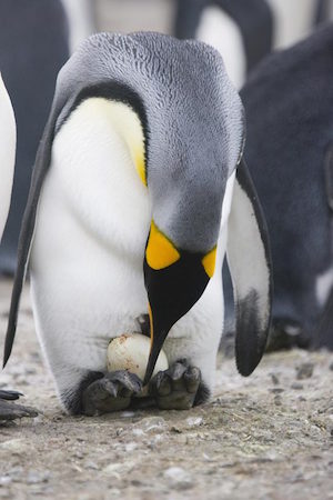 penguin-dad_300