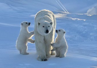 polar bear family links