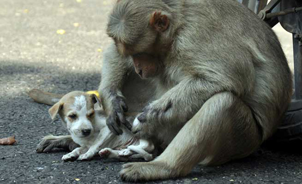 Monkey & Pup 2 links