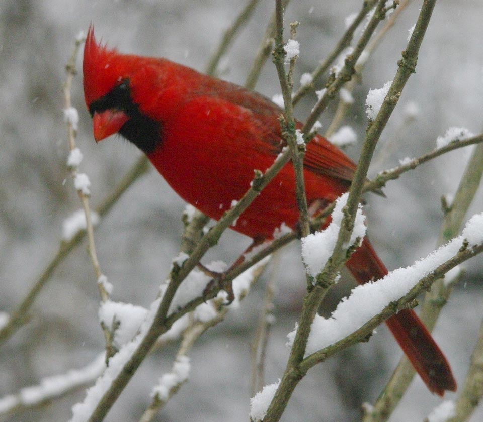 cardinal-snow links