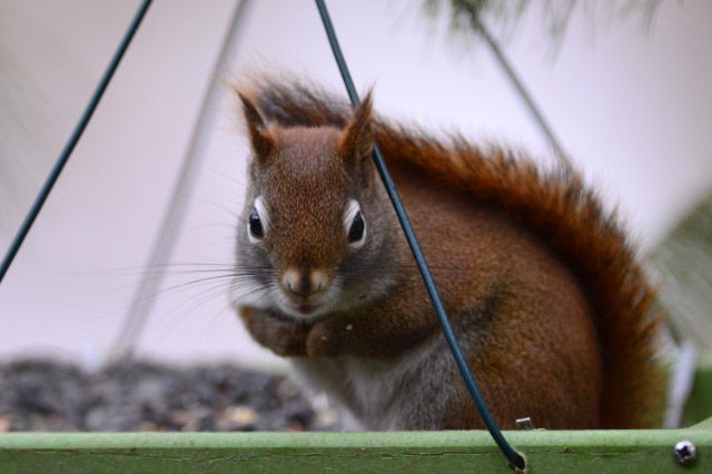 cute squirrel