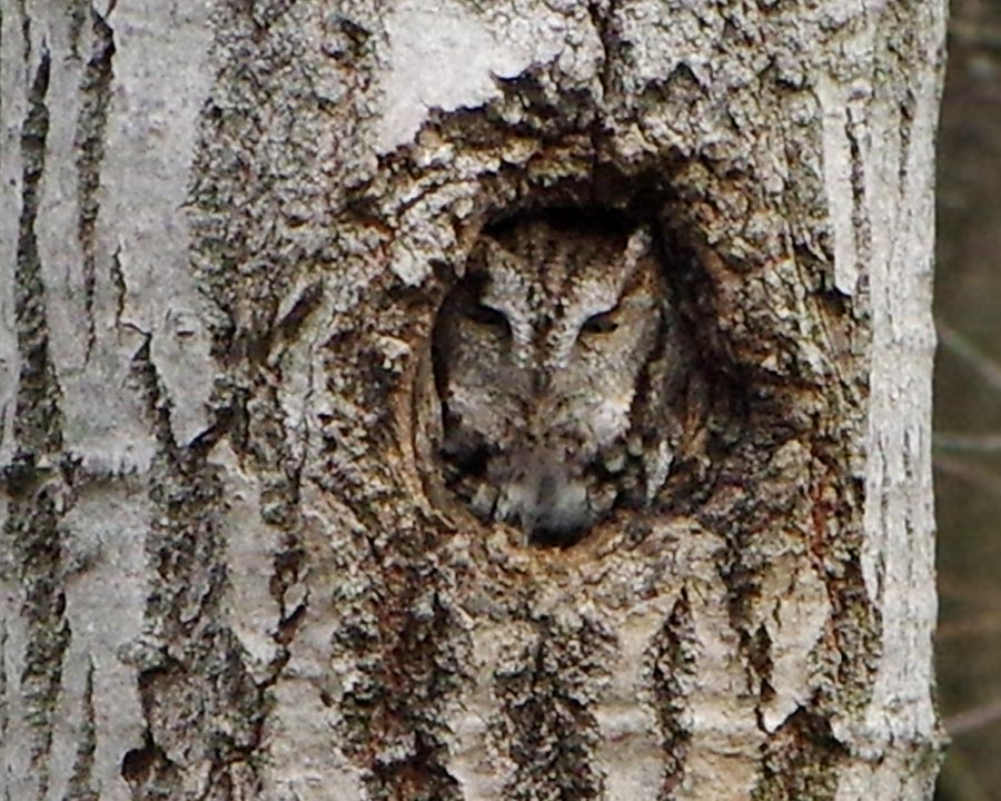 screech-owl- links