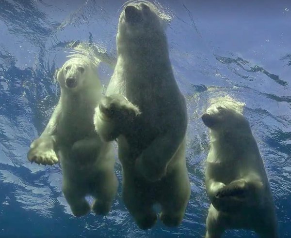 swimming polar bears links