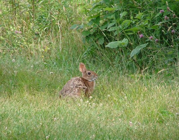SW Cottontail rabbit for NH WAP links