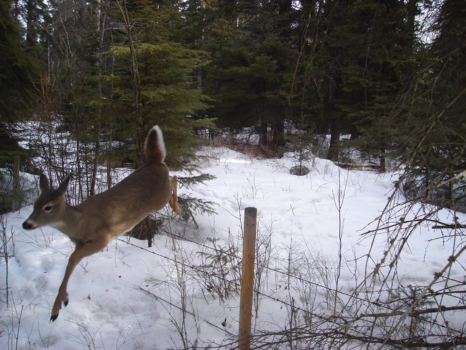 deer_bounding_fence links