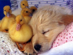 duckings and puppy links