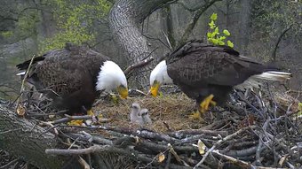 eagles and chicks links